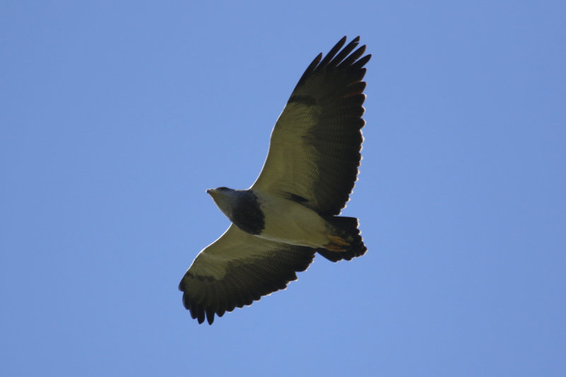 Black-chested Buzzard-Eagle (Geranoaetus melanoleucus) Chile - La Campana NP