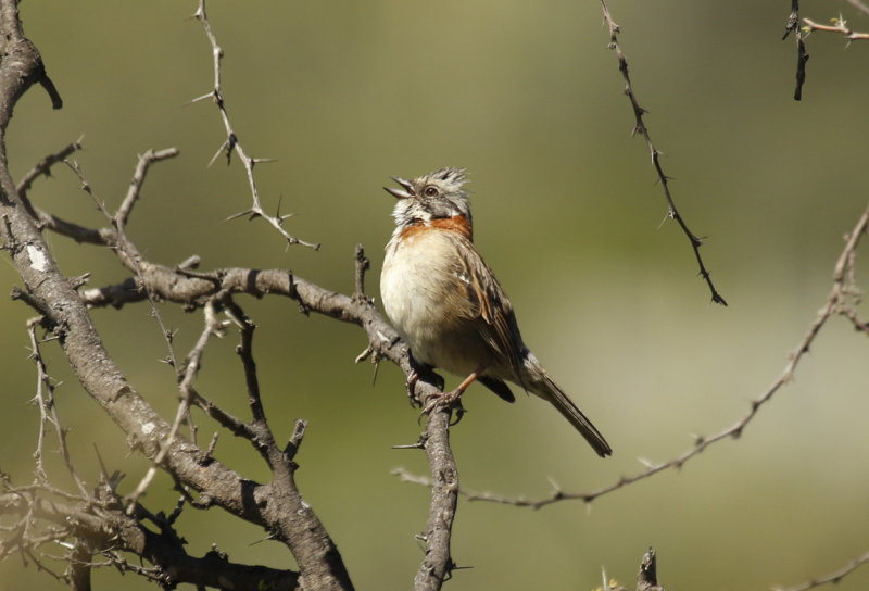 Rufous-collared Sparrow (Zonotrichia capensis) Chile - La Campana NP