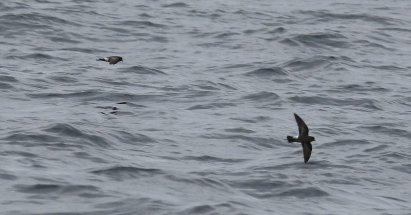 Fuegian Storm Petrel (Oceanites oceanicus chilensis) Chile - Valparaíso Pelagic Trip