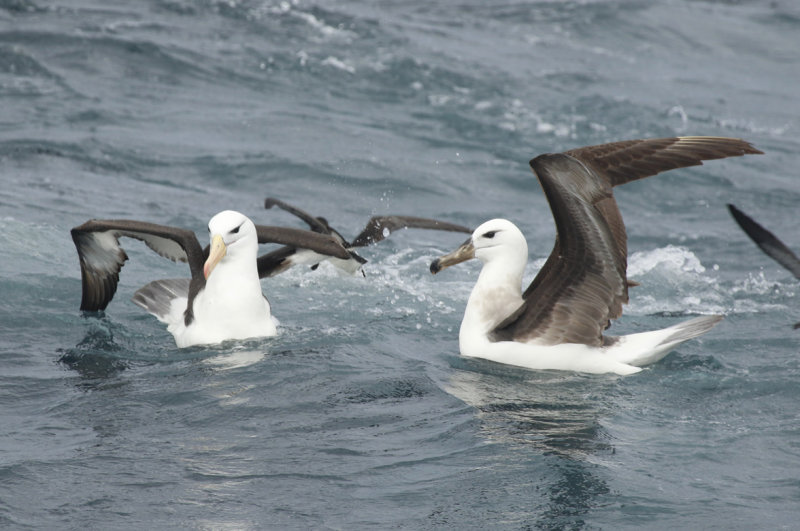 Black-browed Albatross (Thalassarche melanophris) Chile - Valparaíso Pelagic Trip