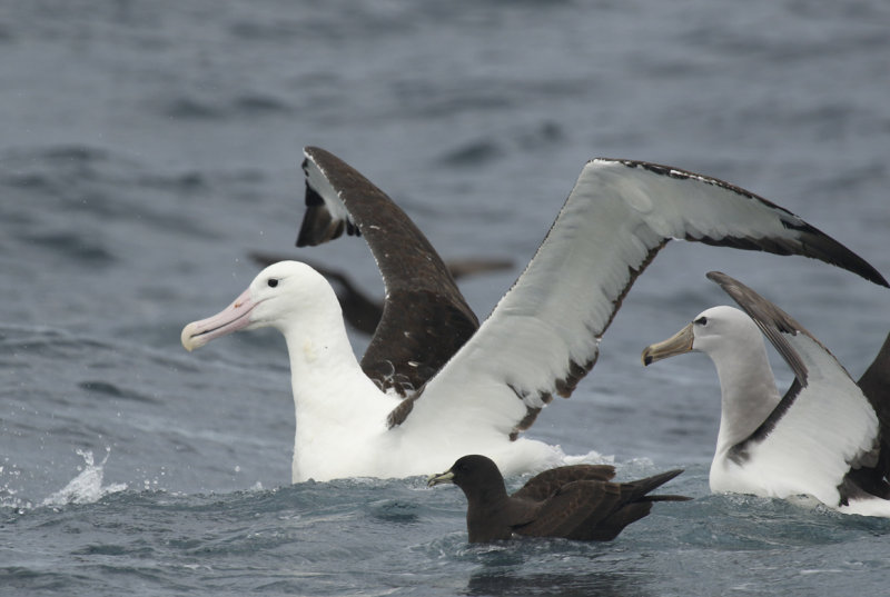 Northern Royal Albatross (Diomedea sanfordi) Chile - Valparaíso Pelagic Trip