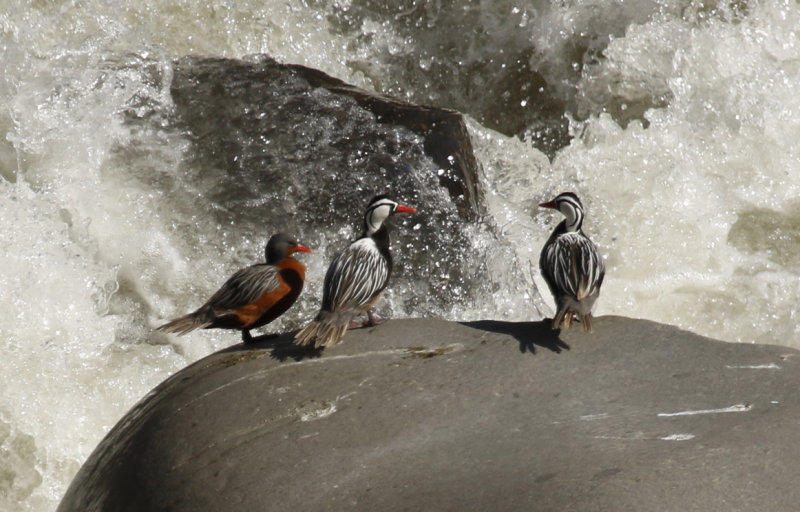 Torrent Duck (Merganetta armata) Chile - Región Metropolitana - Maipo River