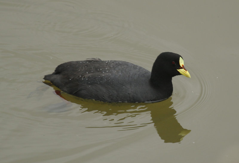 Red-gartered Coot (Fulica armillata) Chile - Valparaíso - Cartagena wetland reserve