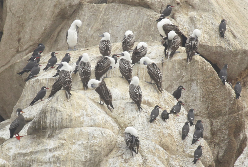 Peruvian Booby (Sula variegata) and Inca Tern (Larosterna inca) Chile - Valparaíso