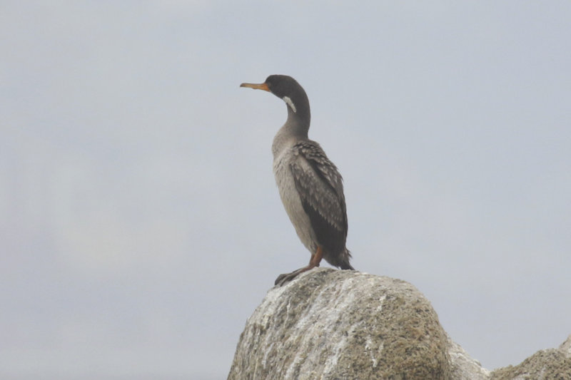 Red-legged Cormorant (Phalacrocorax gaimardi) Chile - Valparaíso