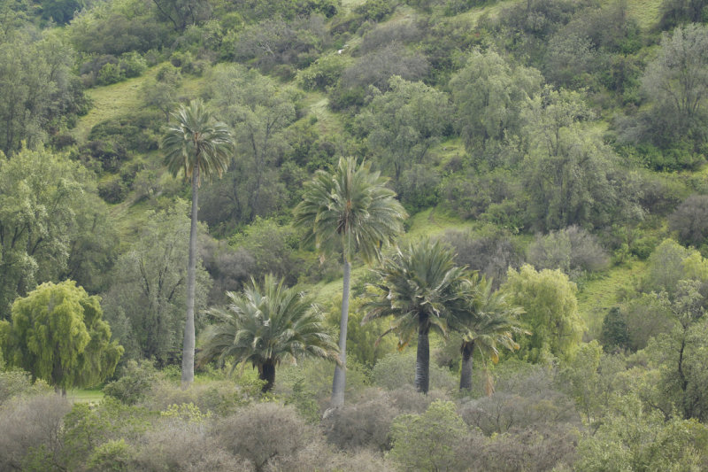 Chilean Palm (Jubaea chilensis) ENDEMIC Chile - La Campana NP