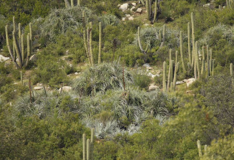 Mattoral - La Campana National Park