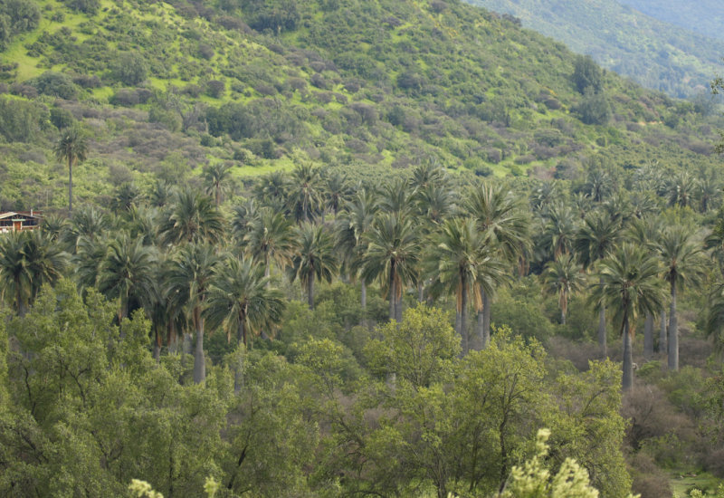 Chilean Palm (Jubaea chilensis) ENDEMIC Chile - La Campana NP