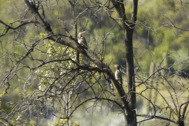 Chilean Flicker (Colaptes pitius) Chile - La Campana NP