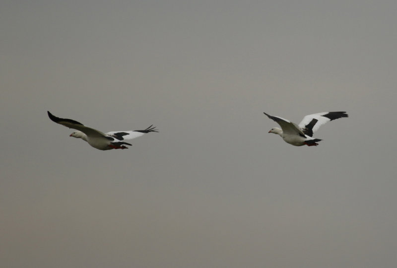 Andean Goose (Chloephaga melanoptera) Chile - Región Metropolitana - Batuco Wetlands