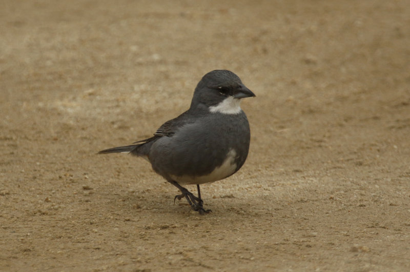 Common Diuca Finch (Diuca diuca) Chile - Valparaíso Region - Maipo Nature Reserve