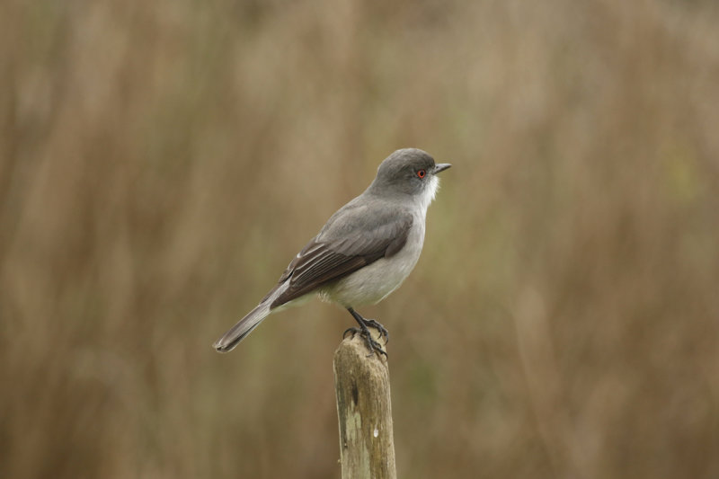Fire-eyed Diucon (Xolmis pyrope) Chile - Valparaíso - Maipo Nature Reserve