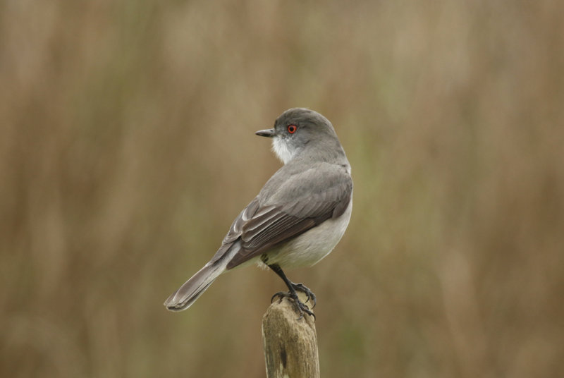 Fire-eyed Diucon (Xolmis pyrope) Chile - Valparaíso - Maipo Nature Reserve