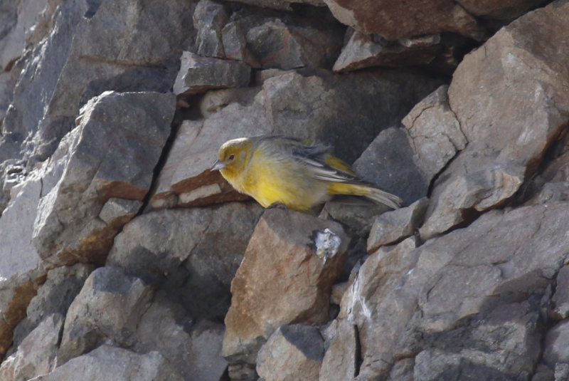 Greater Yellow Finch (Sicalis auriventris) Chile - Región Metropolitana - Farellones