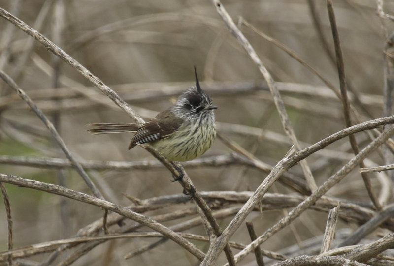 Tufted Tit-Tyrant (Anairetes parulus) Chile - Valparaíso Region - Maipo Nature Reserve