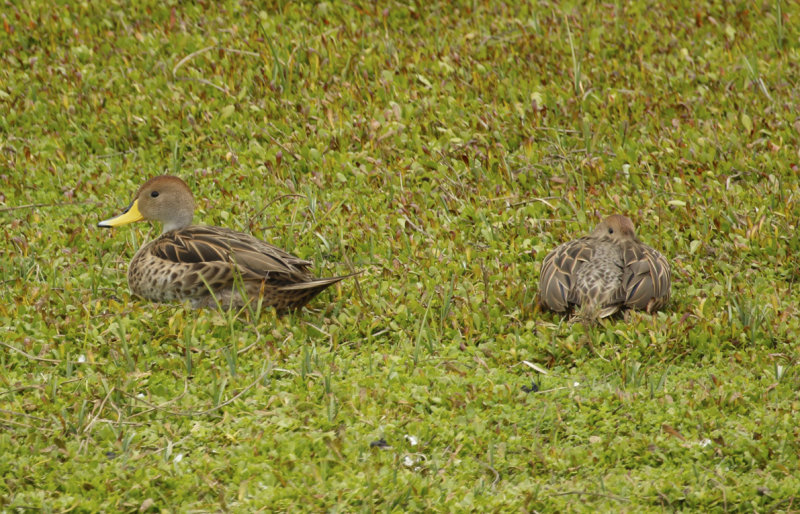 Yellow-billed Pintail (Anas georgica spinicauda) Chile- Valparaíso - Cartagena wetland reserve