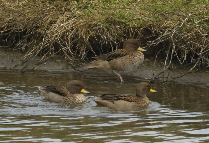 Yellow-billed Teal ssp flavirostris (Anas flavirostris flavirostris) Chile- Valparaíso - Cartagena wetland reserve