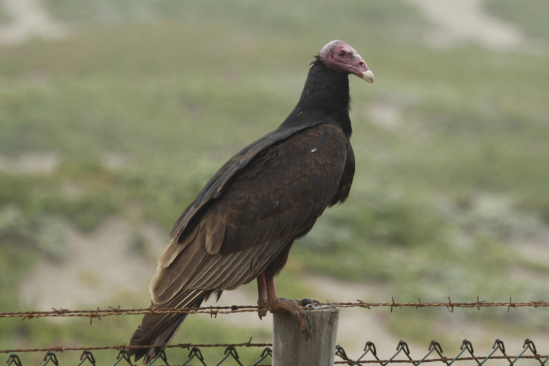 Turkey Vulture ssp jota (Cathartes aura jota) Chile- Valparaíso - Cartagena wetland reserve