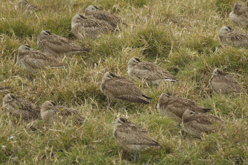 Hudsonian Whimbrel (Numenius hudsonicus) Chile- Valparaíso - Humedal de Cartagena