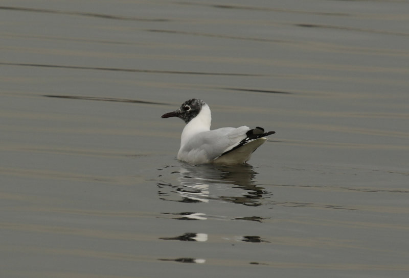 Andean Gull (Chroicocephalus serranus ) Chile - Región Metropolitana - Batuco Wetlands