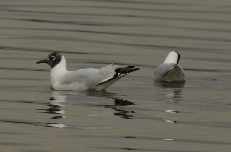 Andean Gull (Chroicocephalus serranus ) Chile - Región Metropolitana - Batuco Wetlands