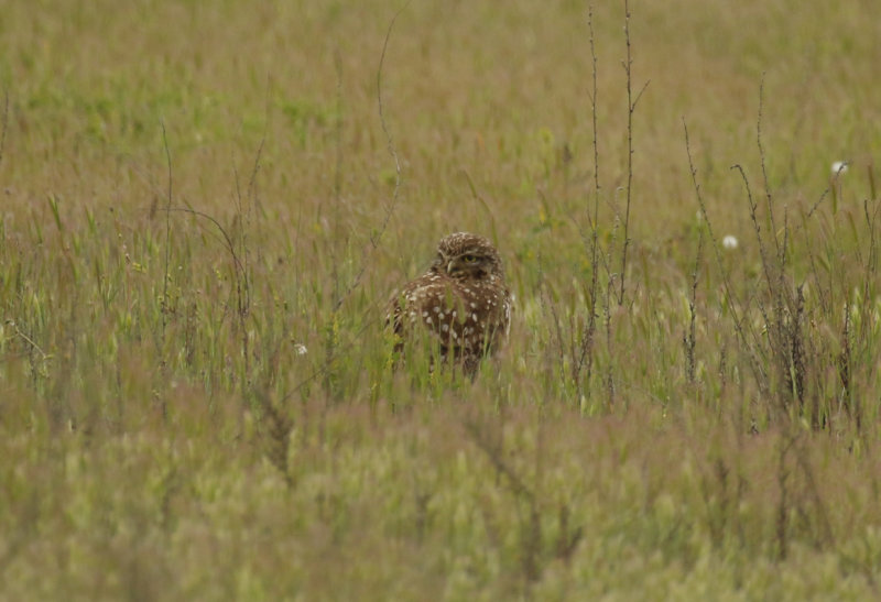 Burrowing Owl (Athene cunicularia) Chile - Región Metropolitana - Batuco Wetlands