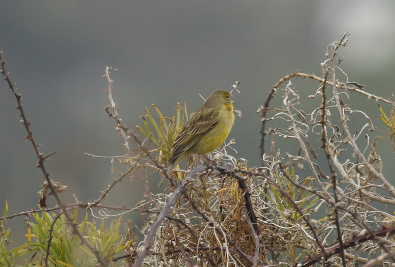 Grassland Yellow Finch (Sicalis luteola) Chile - Valparaíso Region - Maipo Nature Reserve