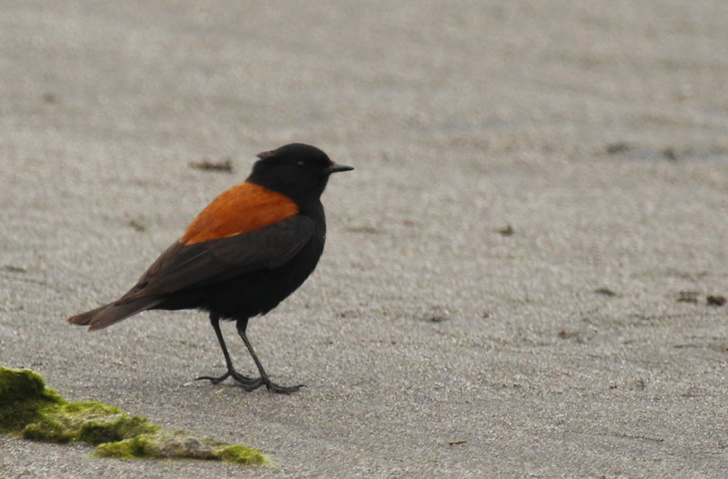 Austral Negrito (Lessonia rufa) Chile - Valparaíso Region - Maipo Nature Reserve