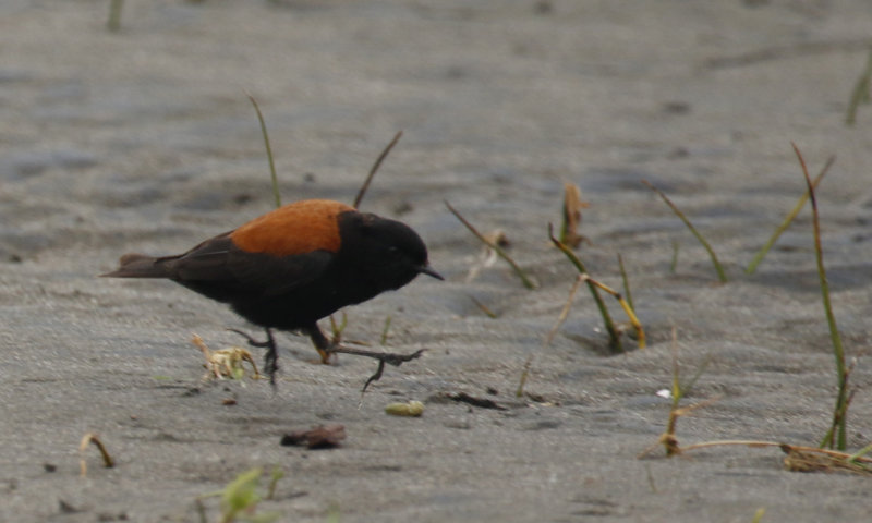Austral Negrito (Lessonia rufa) Chile - Valparaíso Region - Maipo Nature Reserve