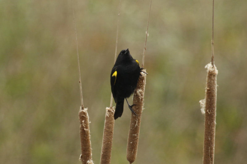 Yellow-winged Blackbird (Agelasticus thilius) Chile- Valparaíso - Humedal de Cartagena