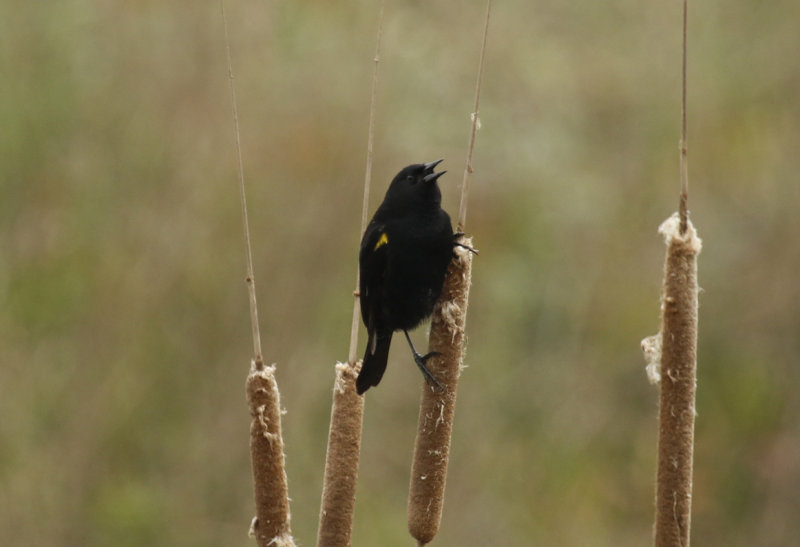 Yellow-winged Blackbird (Agelasticus thilius) Chile- Valparaíso - Humedal de Cartagena