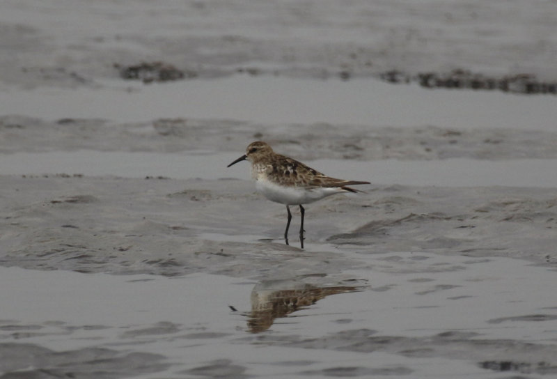 Baird's Sandpiper (Calidris bairdii ) Chile - Valparaíso Region - Maipo Nature Reserve