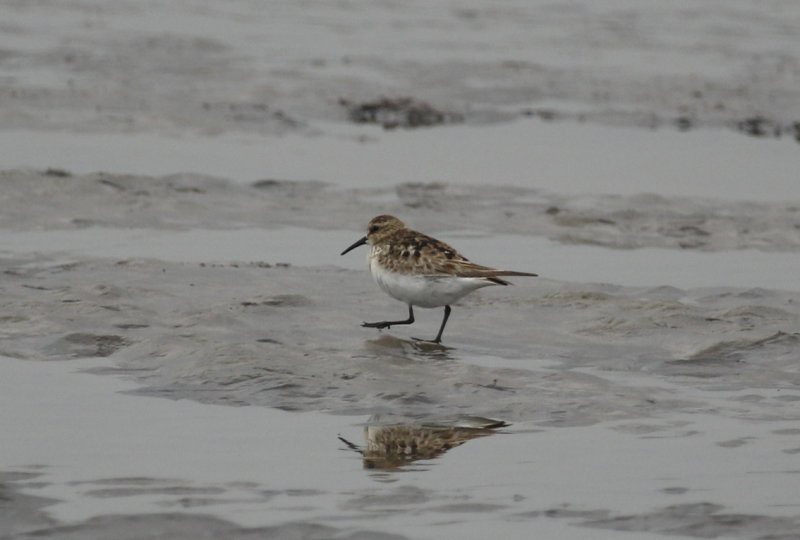 Baird's Sandpiper (Calidris bairdii ) Chile - Valparaíso Region - Maipo Nature Reserve