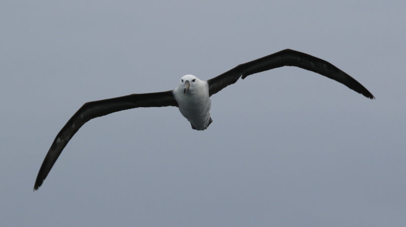 Black-browed Albatross (Thalassarche melanophris) Chile - Valparaíso Pelagic Trip