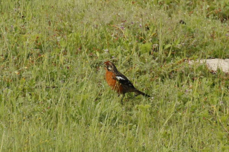 Rufous-tailed Plantcutter (Phytotoma rara) Chile - La Campana NP