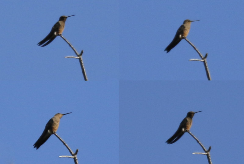 Giant Hummingbird (Patagona gigas) Chile - Valparaíso
