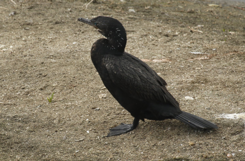 Neotropic Cormorant ssp brasilianus (Phalacrocorax brasilianus brasilianus) Chile - Valparaíso - Humedal de Cartagena