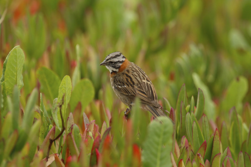 Rufous-collared Sparrow (Zonotrichia capensis) Chile - Valparaíso - Humedal de Cartagena