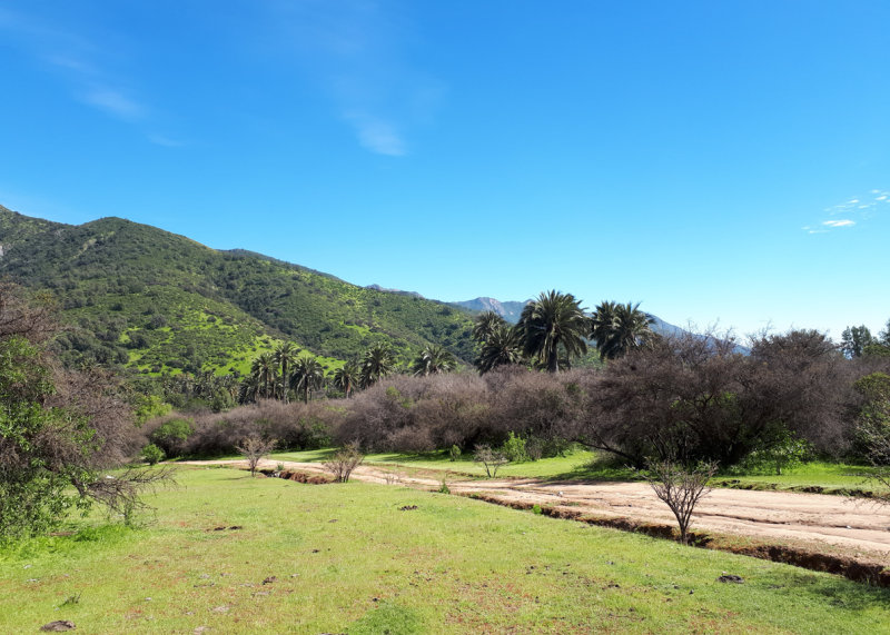 Chile - La Campana National Park