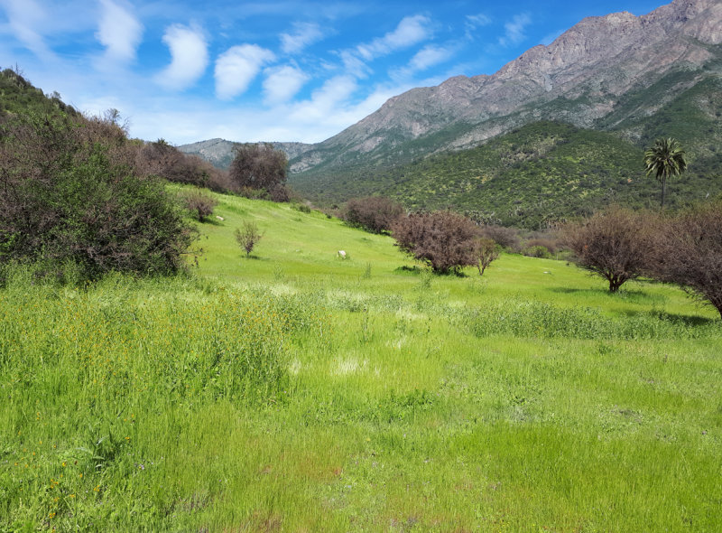Chile - La Campana National Park