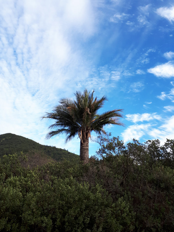 Chilean Palm (Jubaea chilensis) ENDEMIC Chile - La Campana National Park