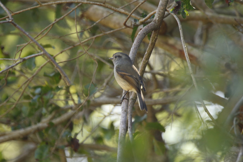 Patagonian Tyrant (Colorhamphus parvirostris) Chile - Valparaíso