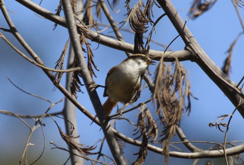 Thorn-tailed Rayadito (Aphrastura spinicauda) Chile - Valparaíso