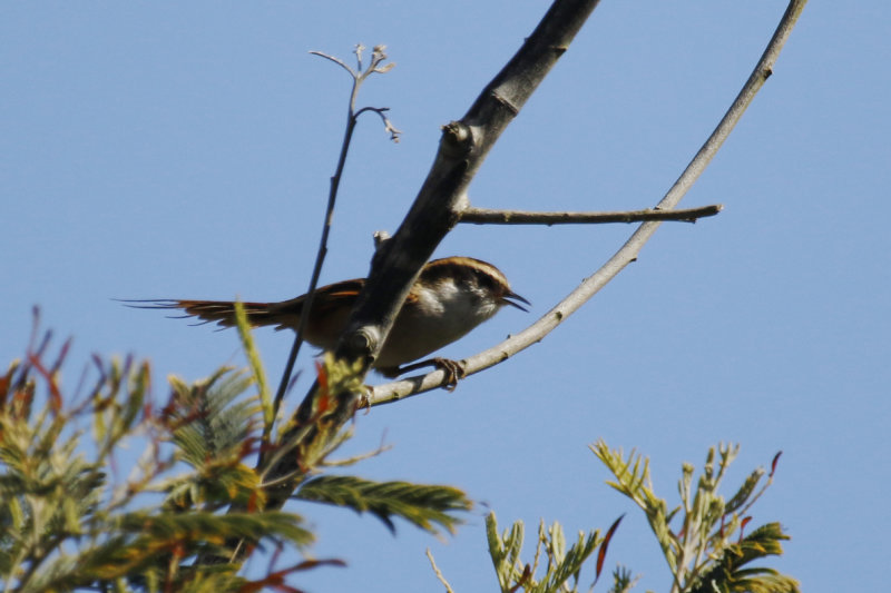 Thorn-tailed Rayadito (Aphrastura spinicauda) Chile - Valparaíso