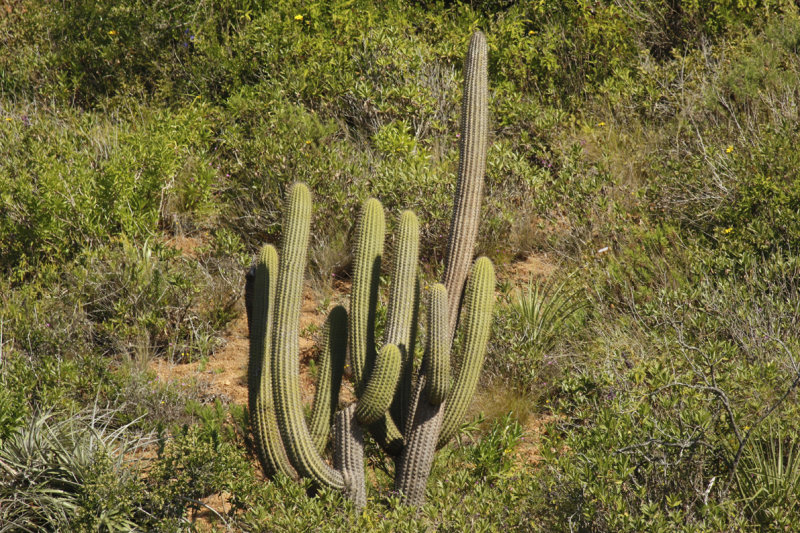 (Echinopsis chiloensis) Chile - Valparaíso