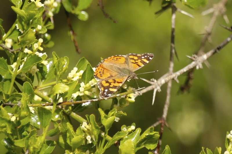 Western Painted Lady (Vanessa carye) Chile - La Campana NP