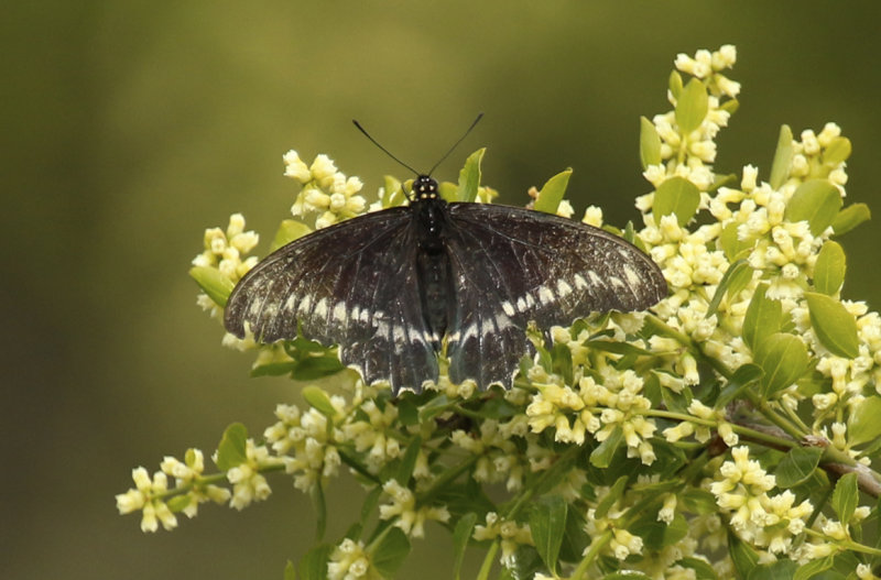 Polydamas Swallowtail (Battus polydamas) Chile - La Campana NP