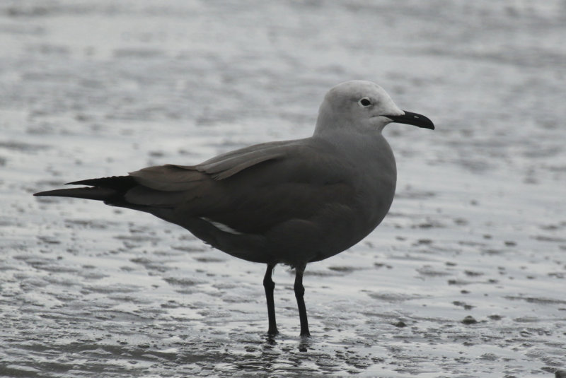 Grey Gull (Leucophaeus modestus) Chile - Valparaíso - Maipo Nature Reserve
