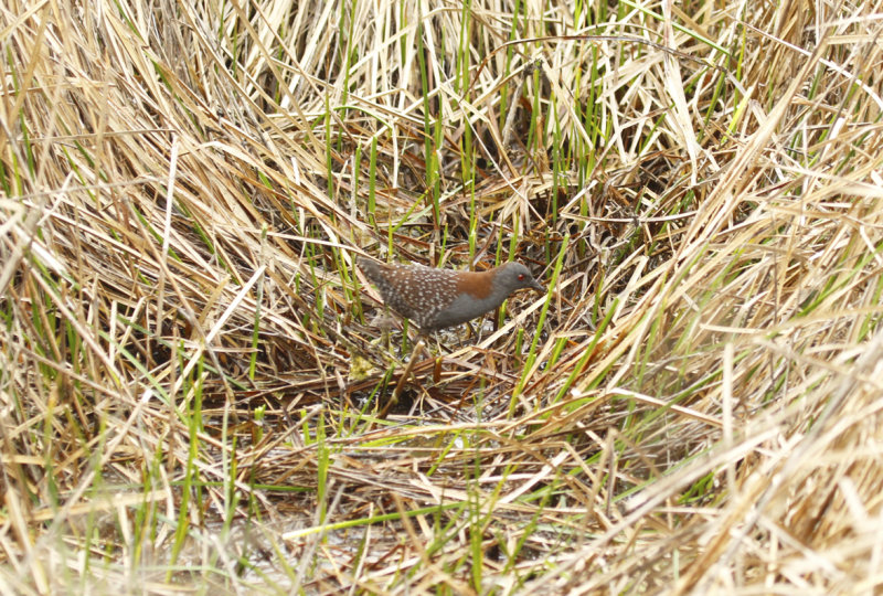 Black Rail ssp salinasi (Laterallus jamaicensis salinasi) Chile - Santiago Región Metropolitana - Batuco