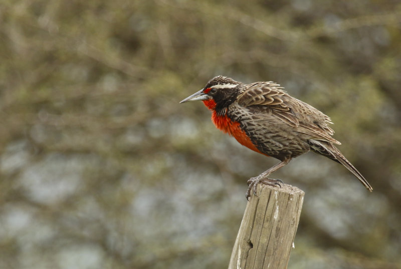 Long-tailed Meadowlark (Sturnella loyca) Chile - Región Metropolitana - Laguna de Batuco